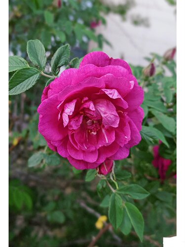 耐寒多季玫瑰四季刺玫庭院地栽室外盆栽木本花卉植物绿植绿化花苗