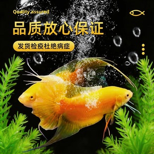 中国斗鱼黄金玄黄招财免打氧耐活冷水淡水观赏鱼好养免加温懒人鱼