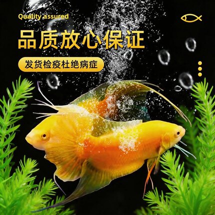 中国斗鱼黄金玄黄招财免打氧耐活冷水淡水观赏鱼好养免加温懒人鱼