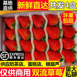 四季酸草莓新鲜商用水果同城送烘焙奶茶云南双流精品草莓批发顺丰