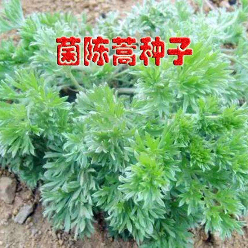 茵陈蒿种子白蒿种籽山东野菜种植基地山阳台盆栽蔬菜多年生小院