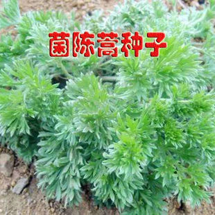 茵陈蒿种子白蒿种籽山东野菜种植基地山阳台盆栽蔬菜多年生小院