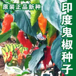 魔鬼辣椒种子印度鬼椒超辣的辣椒品种阳台庭院盆栽蔬菜籽四季种植