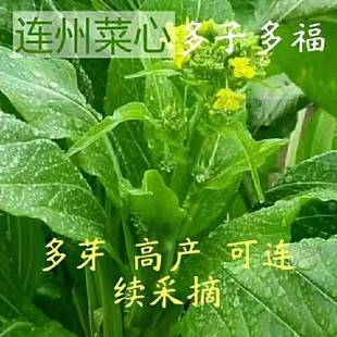 连州菜心种籽多子多福甜菜心种子柳叶菜心阳台盆栽耐热四季播蔬菜