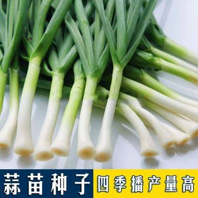 白头香蒜种子四季播种硬叶蒜苗种子红头蒜三茬连续可种植阳台盆栽