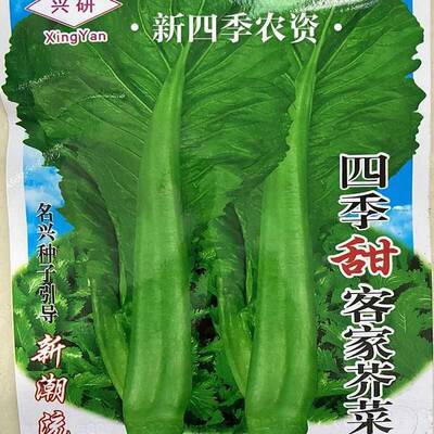 四季甜客家芥菜种子 四季甜芥菜 蔬菜种子阳台盆蔬菜籽春秋种蔬菜
