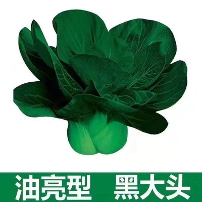 正品黑叶矮脚苏州青种子黑大头肉厚趴地菜小油菜种籽四季耐寒抗冻