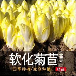 金玉兰菜种子农家种软化菊苣苦苣种子菜根种孑种苗兰种子芽菜种子