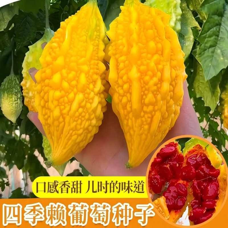 【金癞瓜种子】水果小癞瓜种子阳台花盆夏季四季可种黄金小苦瓜种