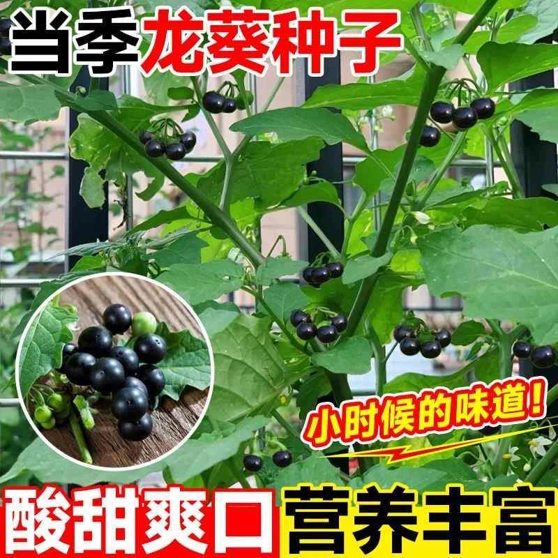 【黑龙葵种子】黑黝黝阳台水果龙葵种子盆栽四季种黄天天室内高产