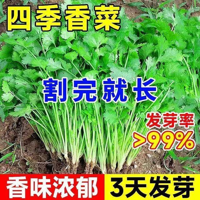 四季大叶香菜种子速生菜籽香菜农家菜园家庭蔬菜种子发芽率高