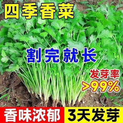 四季大叶香菜种子速生菜籽香菜农家菜园家庭蔬菜种子发芽率高