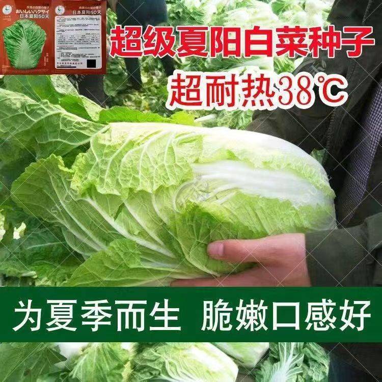 夏阳大白菜种子夏播抗热50天结球白菜种子春夏秋季耐热蔬菜种子