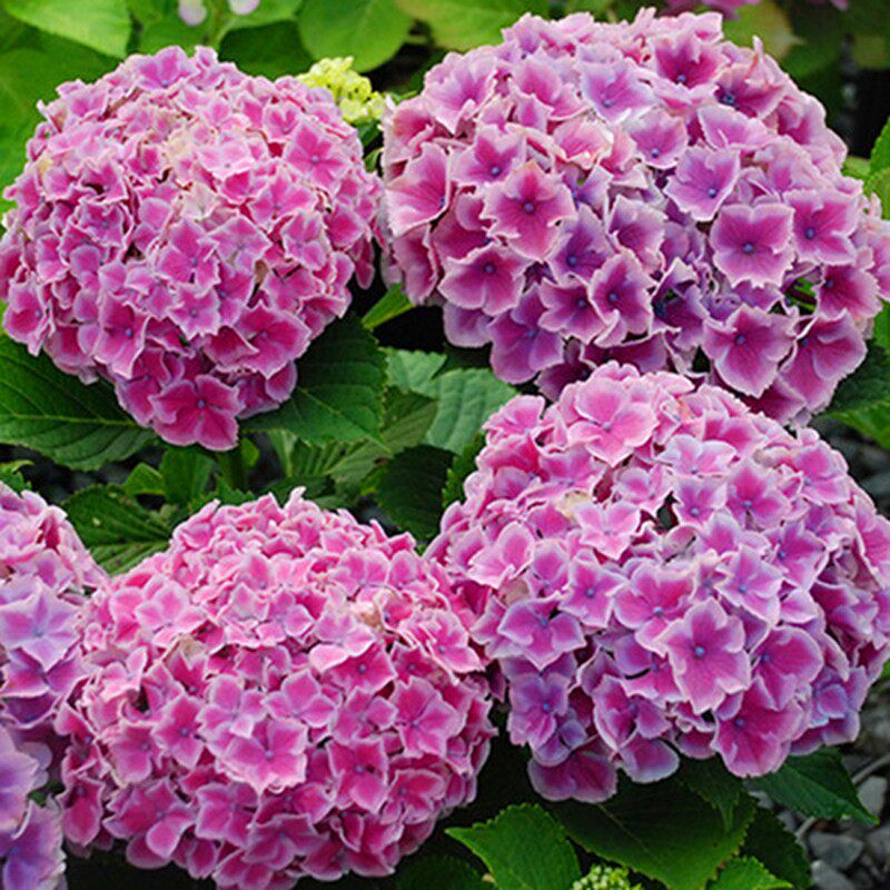 绣球花魔幻水彩画 海洋 小丑 珊瑚 翡翠 精灵 红宝石 革命 紫水晶