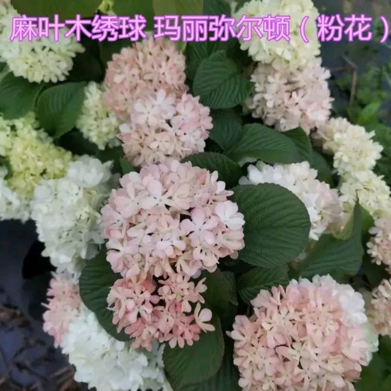 麻叶木绣球粉团荚蒾粉精灵粉花玛丽弥尔顿 大手球 玛丽莎玫瑰达人
