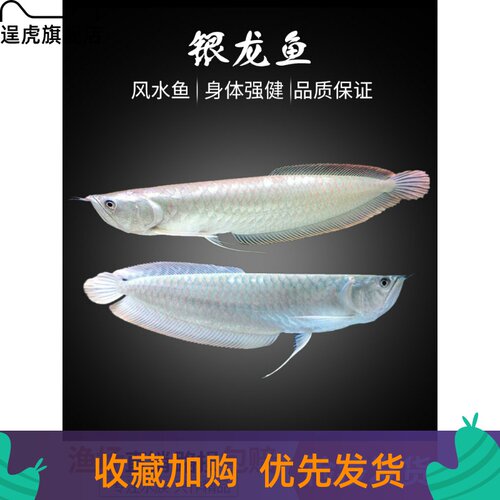 逞虎 银龙鱼活鱼观赏鱼热带鱼淡水鱼中型鱼大型鱼龙广东广州 小麦优选