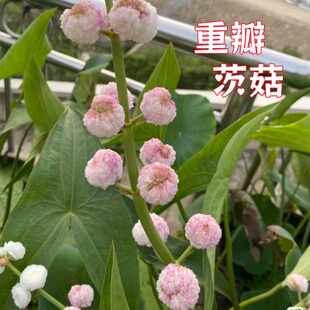 重瓣茨菇 种植慈姑重瓣挺水植物庭院盆栽水景造景植物燕尾草重瓣