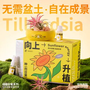 桌面懒人盆栽空气凤梨送男女生生日礼物公司入职礼新年礼物送同事