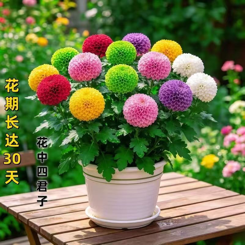 混色乒乓菊盆栽带花球菊花苗室内桌面鲜花绿植太阳花种籽阳台好养