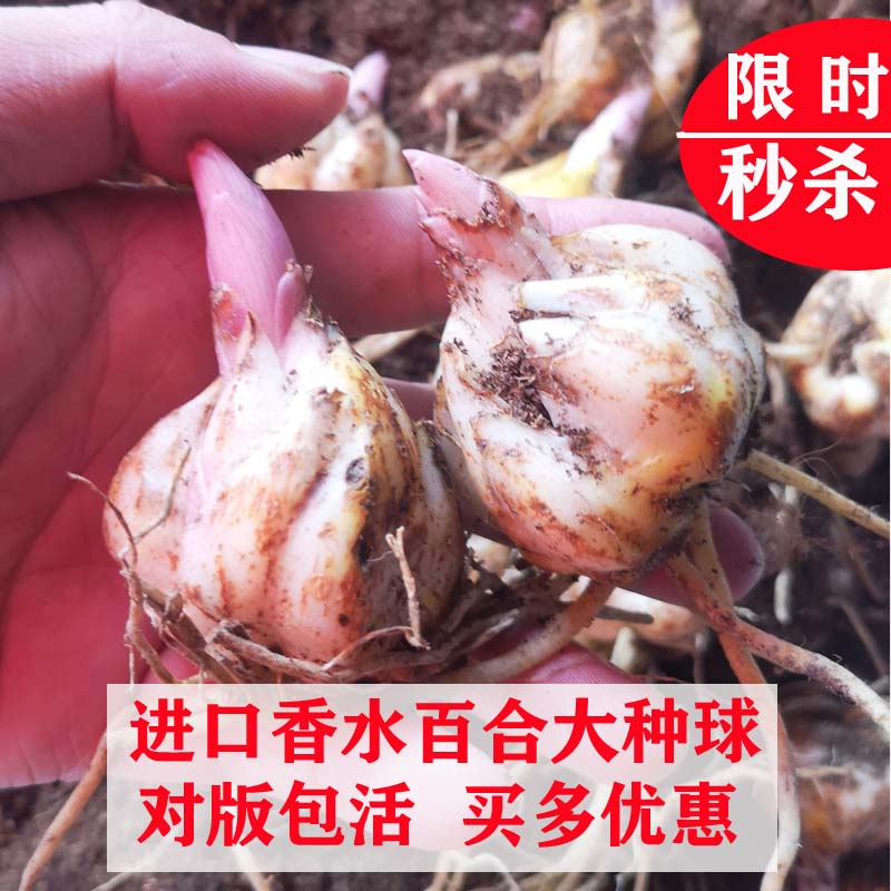 香水百合种球花苗浓香型进口多年生耐寒四季开花易活庭院植物