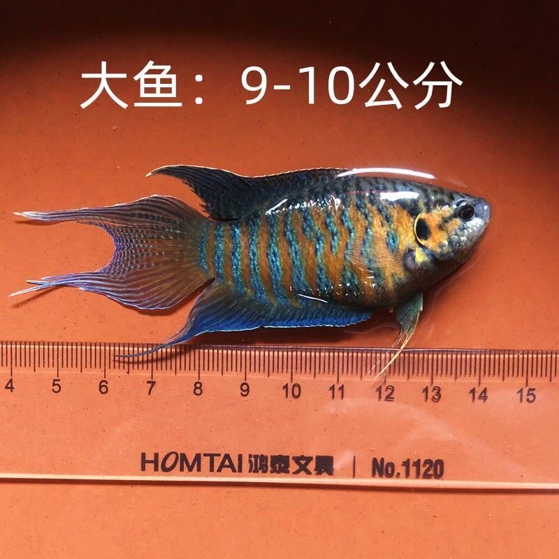 中国斗鱼活体活鱼冷水不打氧菩萨花手巾热带鱼