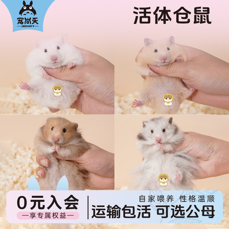 仓鼠金丝熊活体精养温顺运输包活