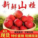 新鲜山楂果5斤装 大山楂现摘现发鲜山里红果水果山楂干冰糖葫芦用