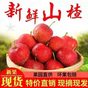 新鲜山楂果5斤装大山楂现摘现发鲜山里红果水果山楂干冰糖葫芦用