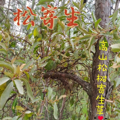 云南山区正宗松树寄生草中药材寄生茶老树现采带松枝寄生茶包邮