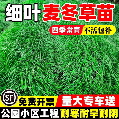 细叶麦冬草玉龙草庭院绿化植物中叶麦冬草苗沿阶草耐寒长叶麦冬草