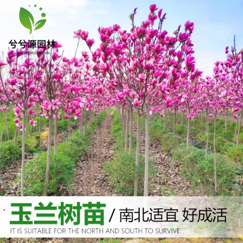 （小二推荐）玉兰基地现挖现发