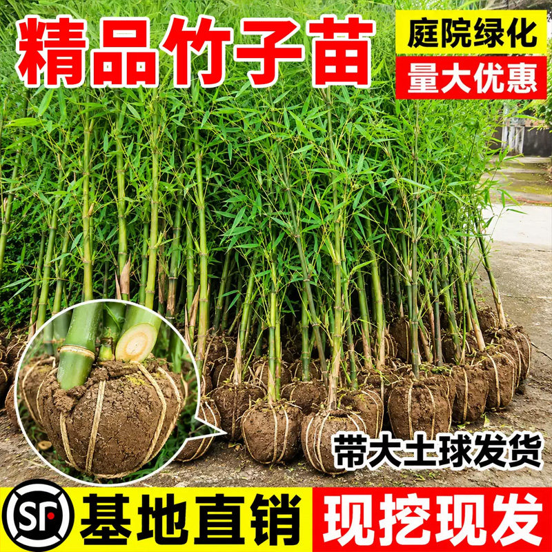 四季竹子苗庭院盆栽实心紫竹黄金罗汉耐寒户外围栏四季常青观赏苗