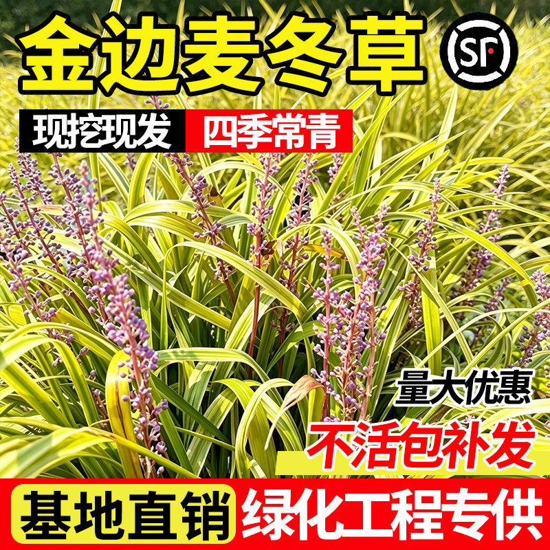 金边麦冬草苗细叶麦冬耐阴耐寒庭院绿化日本矮麦冬草植物四季常青