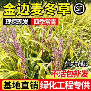 金边麦冬草苗细叶麦冬耐阴耐寒庭院绿化日本矮麦冬草植物四季常青