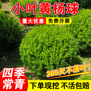 红叶石楠球红继木球茶梅球小叶黄杨球海桐球树苗耐寒绿化工程球