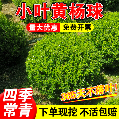 （小二推荐）各种园林绿化工程球