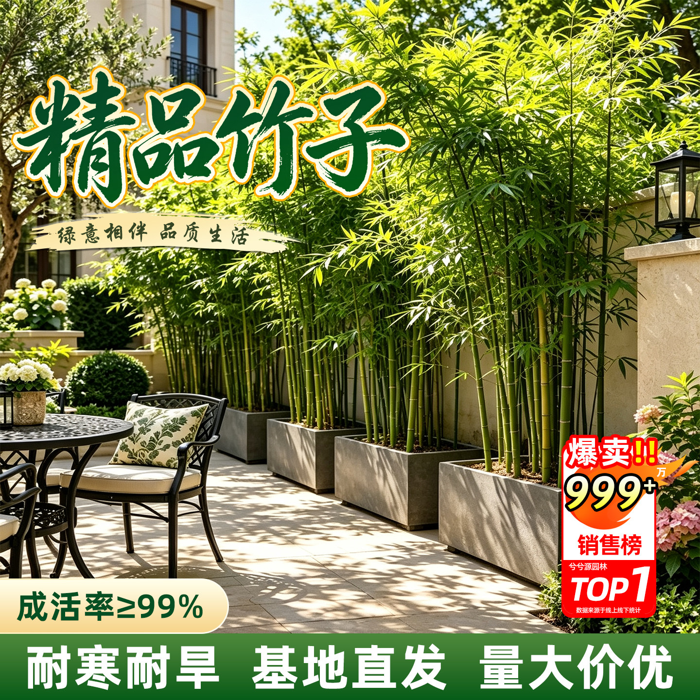 竹子苗庭院北方耐寒四季常青绿化观赏竹青竹苗紫竹苗盆栽好养易活