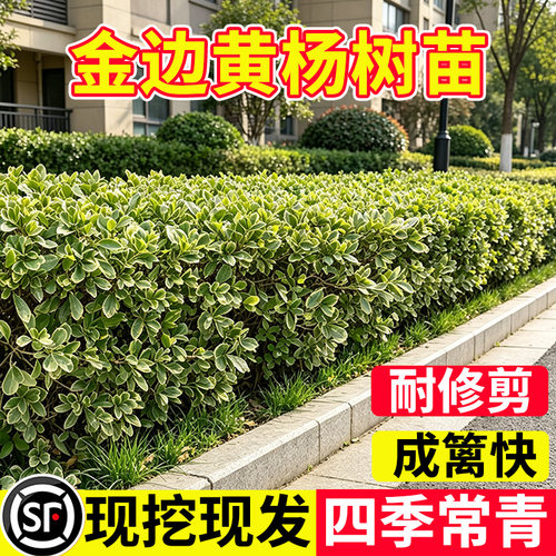 金边黄杨苗瓜子黄杨苗红叶石楠耐寒庭院绿篱灌木篱笆植物四季常青