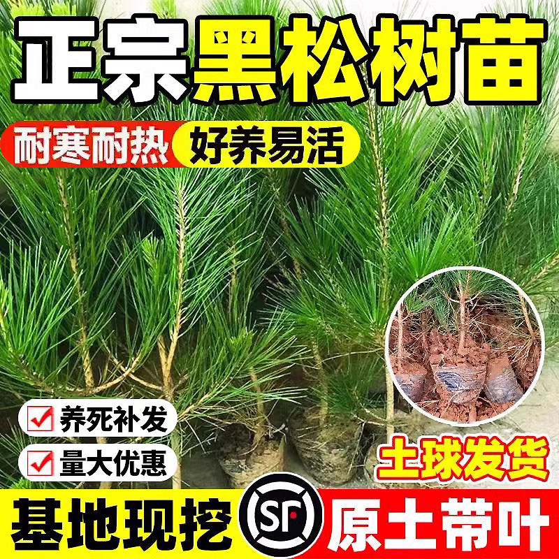 黑松树树苗盆景造型树常青耐寒绿化风景雪松塔柏侧柏松柏庭院易活