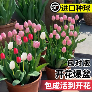 郁金香种球种子盆栽土培水培带花苞百合水仙原生五度球花卉好养活