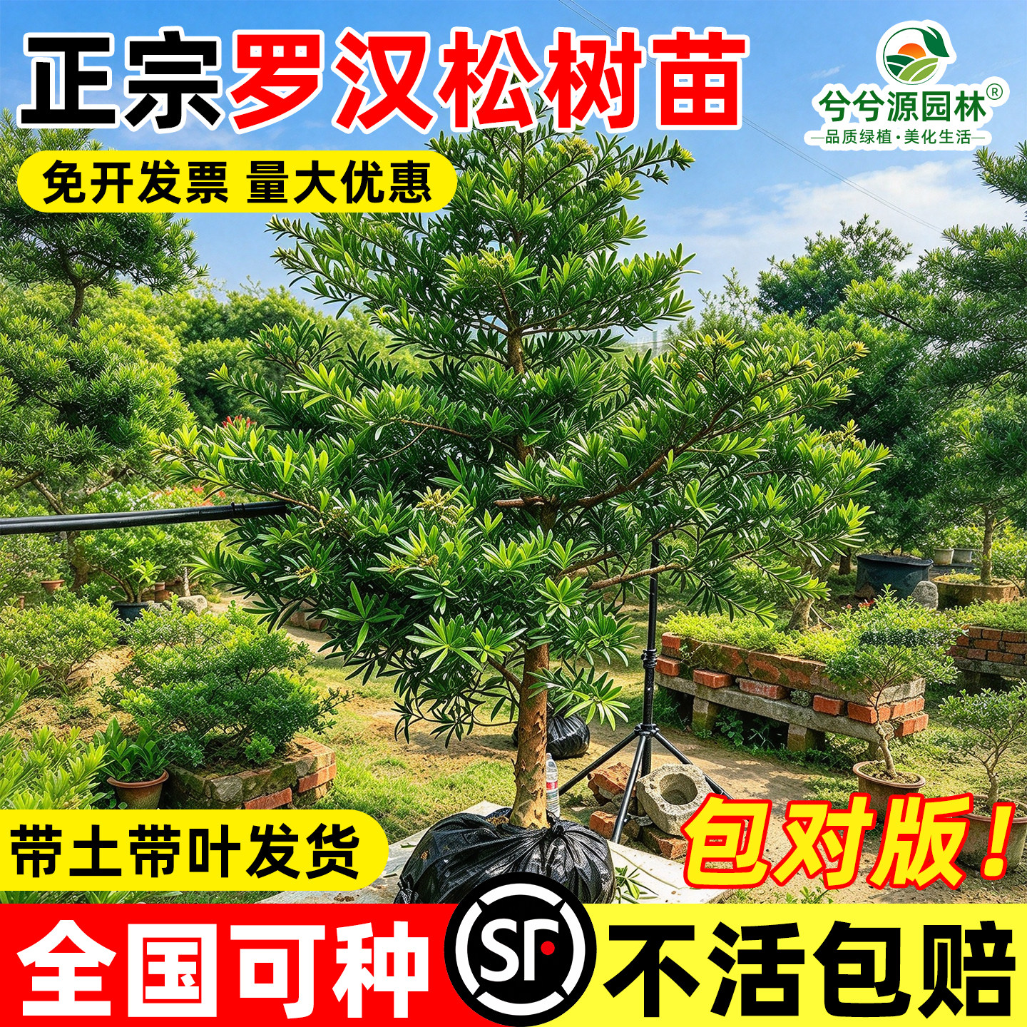 罗汉松树苗盆栽小苗小型雀舌金迎客松盆景老桩钻罗汉松庭院造型树