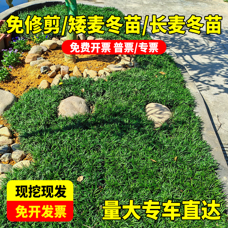 日本矮麦冬草苗耐寒别墅庭院园林绿化草坪植物带土麦冬草苗玉龙草-封面