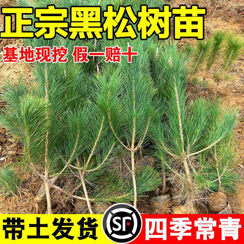 黑松树苗黑松盆景造型树老桩盆景四季常青耐寒绿化风景日本黑松树