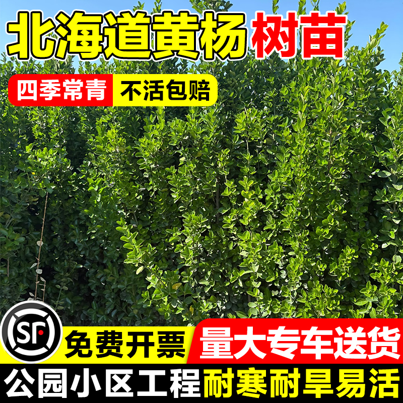 北海道黄杨苗冬青树苗篱笆围墙直立丛生北海道植物四季常青包成活