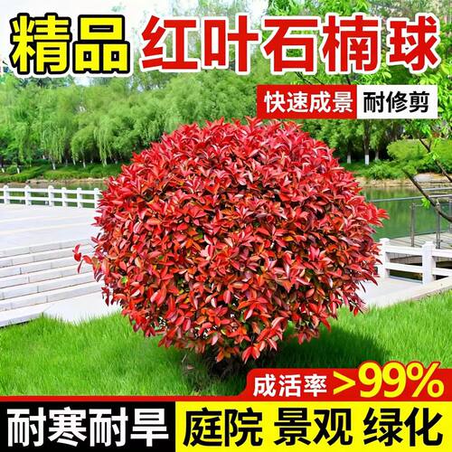 小二推荐（工程绿化灌木球室外）