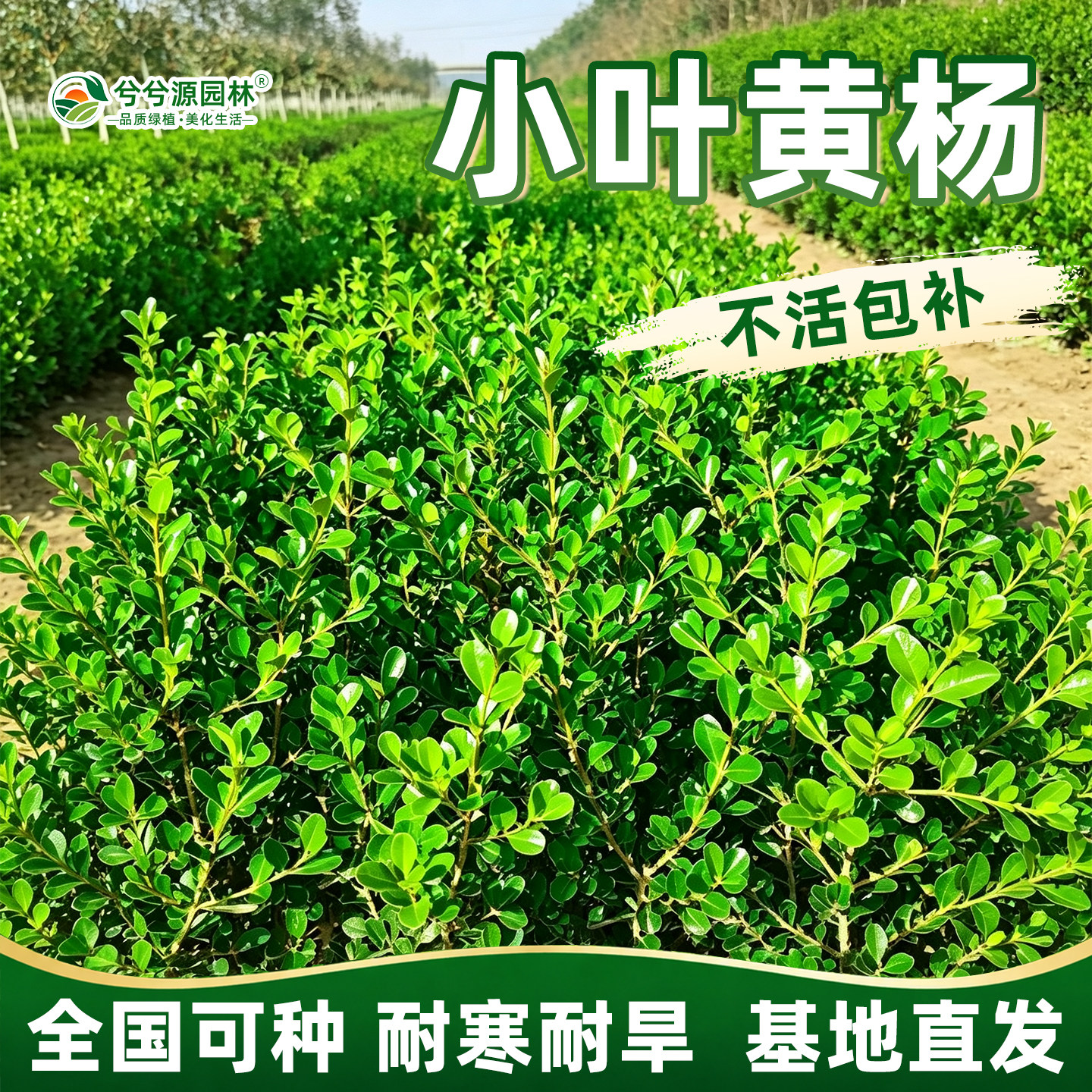 小二推荐（黄杨基地现挖现发）