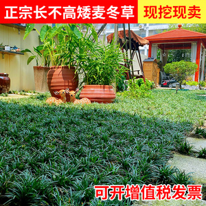 日本矮麦冬草耐寒庭院园林绿化草坪植物矮生麦冬草苗玉龙草