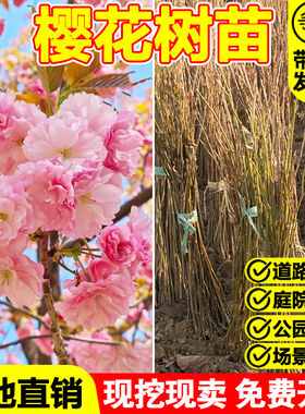 樱花苗樱花树苗日本樱花嫁接早樱晚樱樱花小苗绿化苗当年苗工程苗