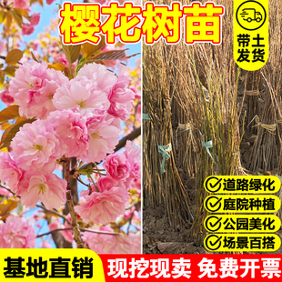 樱花苗樱花树苗日本樱花嫁接早樱晚樱樱花小苗绿化苗当年苗工程苗
