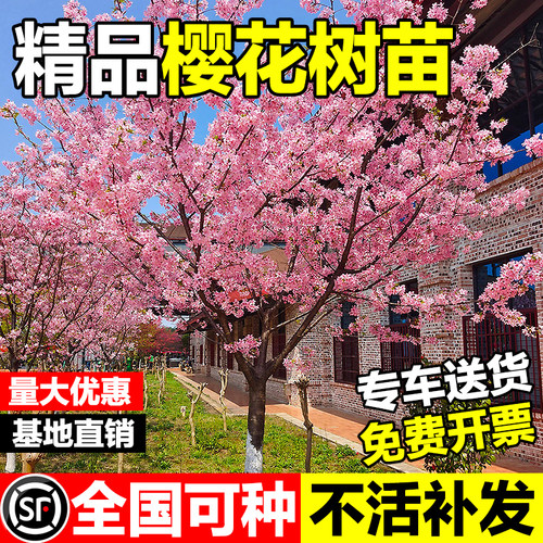 樱花苗樱花树苗日本樱花嫁接早樱晚樱樱花小苗绿化苗当年苗工程苗
